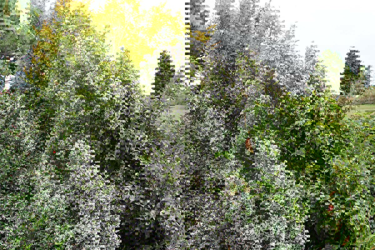 Hebe diosmifolia (15).jpg